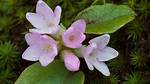 Mayflower Flower