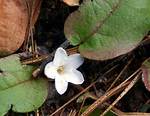 Mayflower Plant