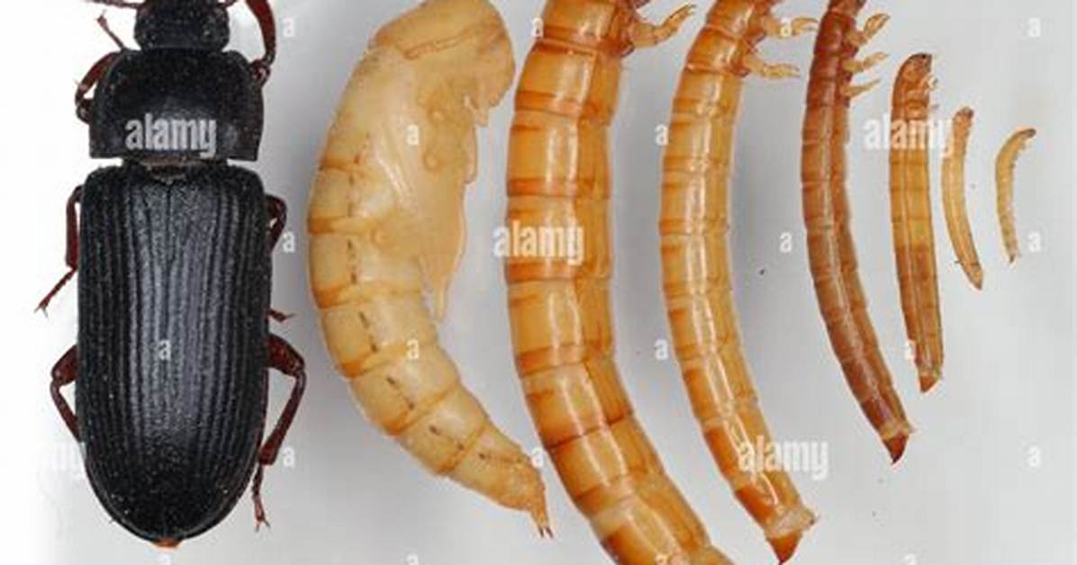 Mealworm Beetles