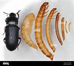 Mealworm Beetles