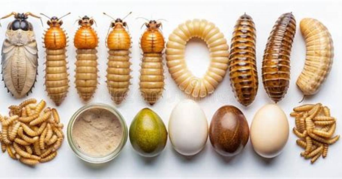 Mealworm Eggs