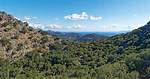 Mediterranean Forest