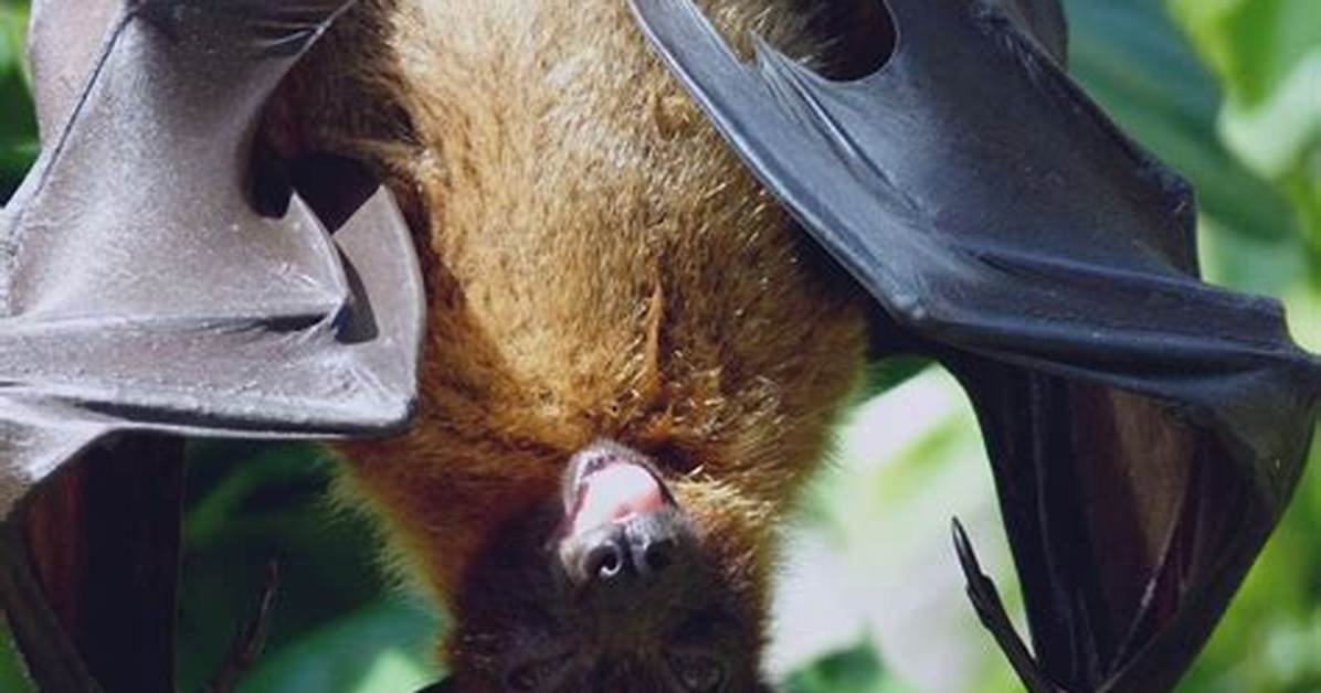 Megabat