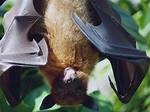 Megabat