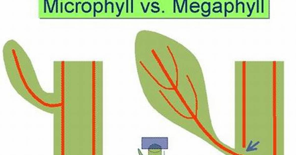 Megaphylls