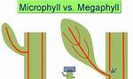 Megaphylls