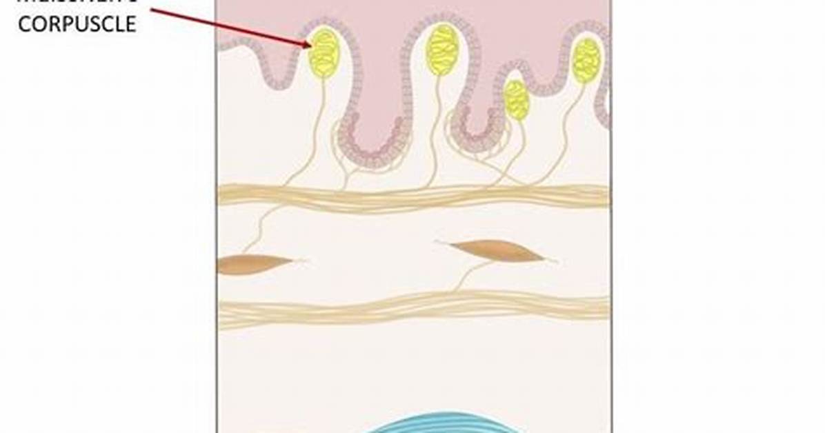 Meissner Corpuscle Function