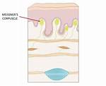 Meissner Corpuscle Function