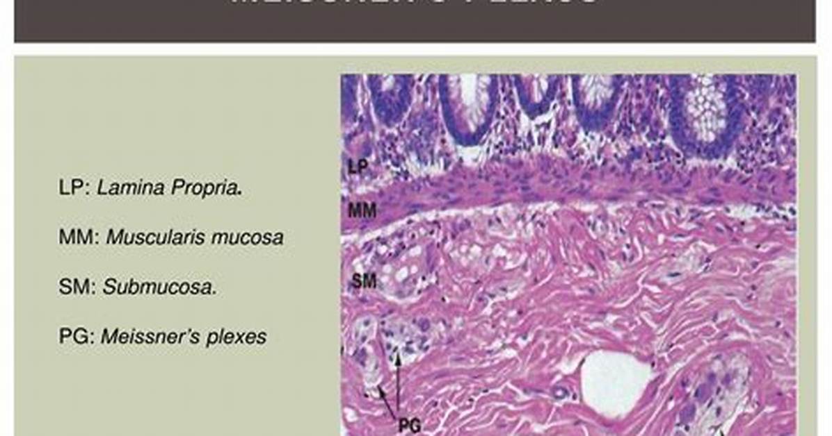 Meissner Plexus