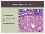 Meissner Plexus