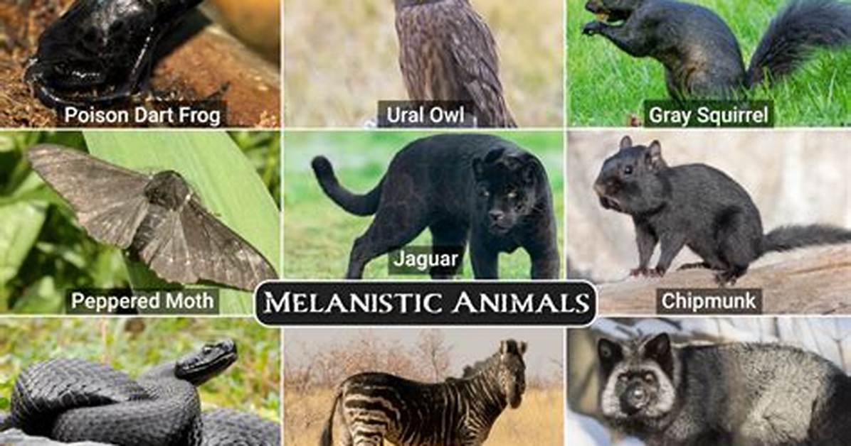 Melanism Animals