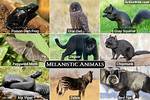 Melanism Animals