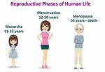 Menarche Age