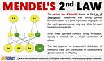 Mendels Second Law