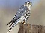 Merlin Falcon