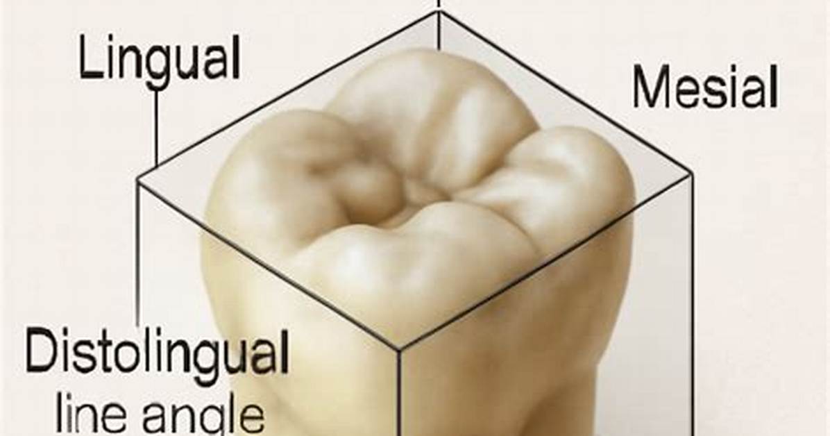 Mesial