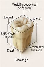 Mesial