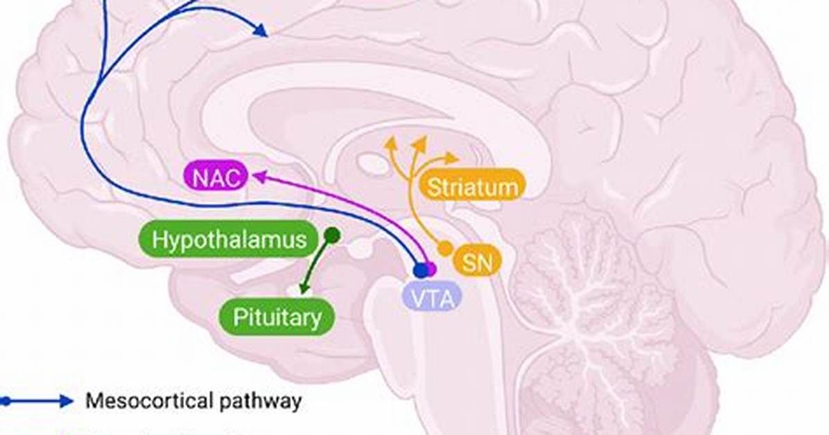 Mesolimbic Pathway