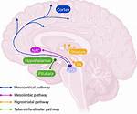 Mesolimbic Pathway