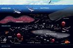 Mesopelagic Zone