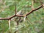 Mesquite Tree Thorns