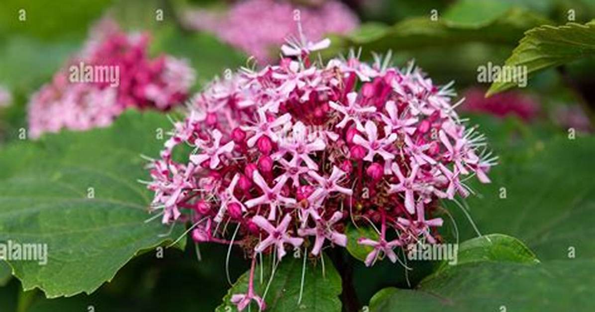Mexican Hydrangea