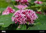 Mexican Hydrangea