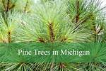 Michigan Pine Trees