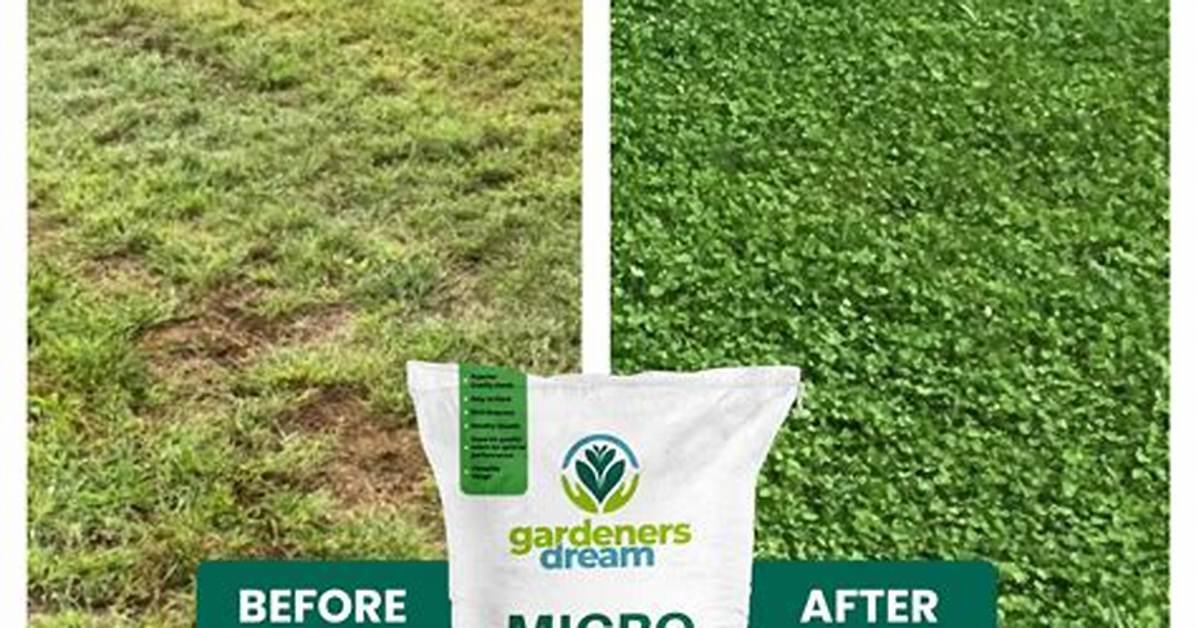 Micro Clover Seed