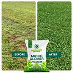 Micro Clover Seed
