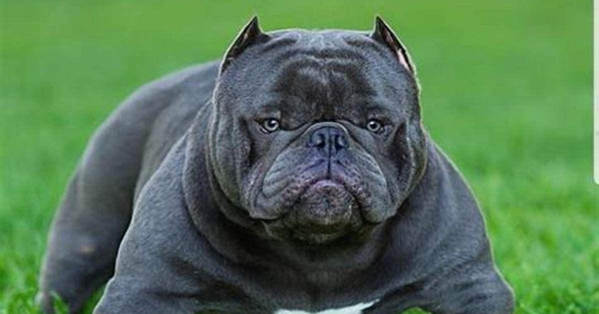 Micro Exotic Bully
