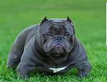 Micro Exotic Bully
