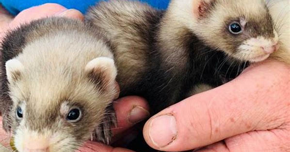Micro Ferrets