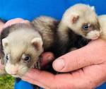 Micro Ferrets