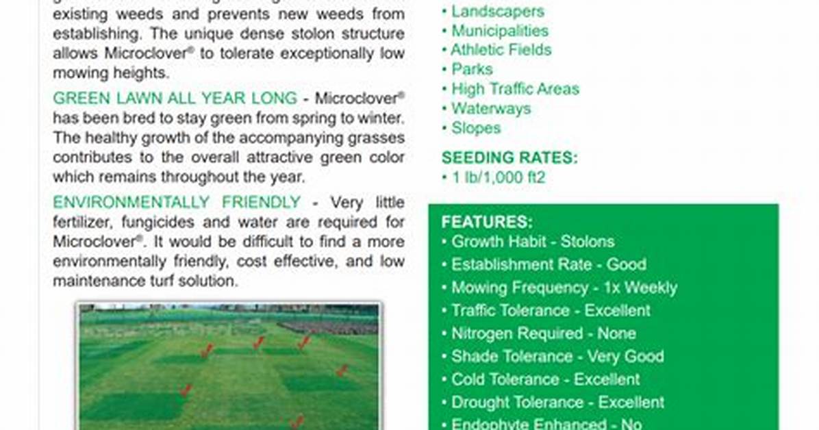 Microclover Seed