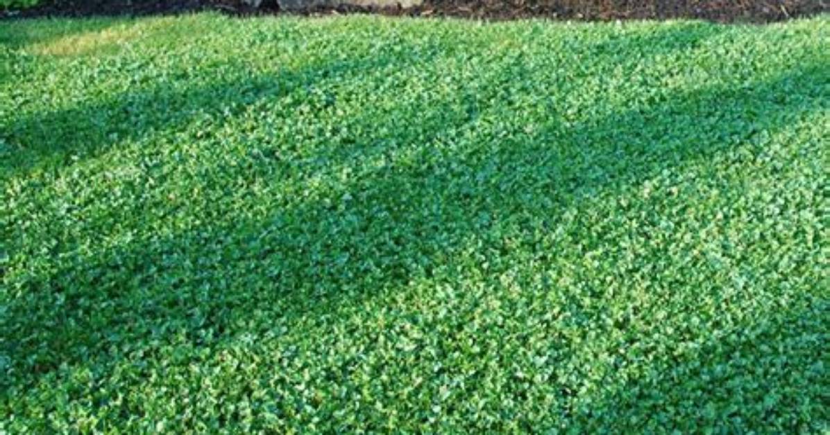 Microclover