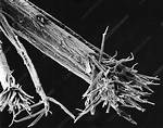 Microscope Split Ends
