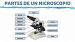 Microscopio Partes