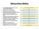 Micturition Reflex