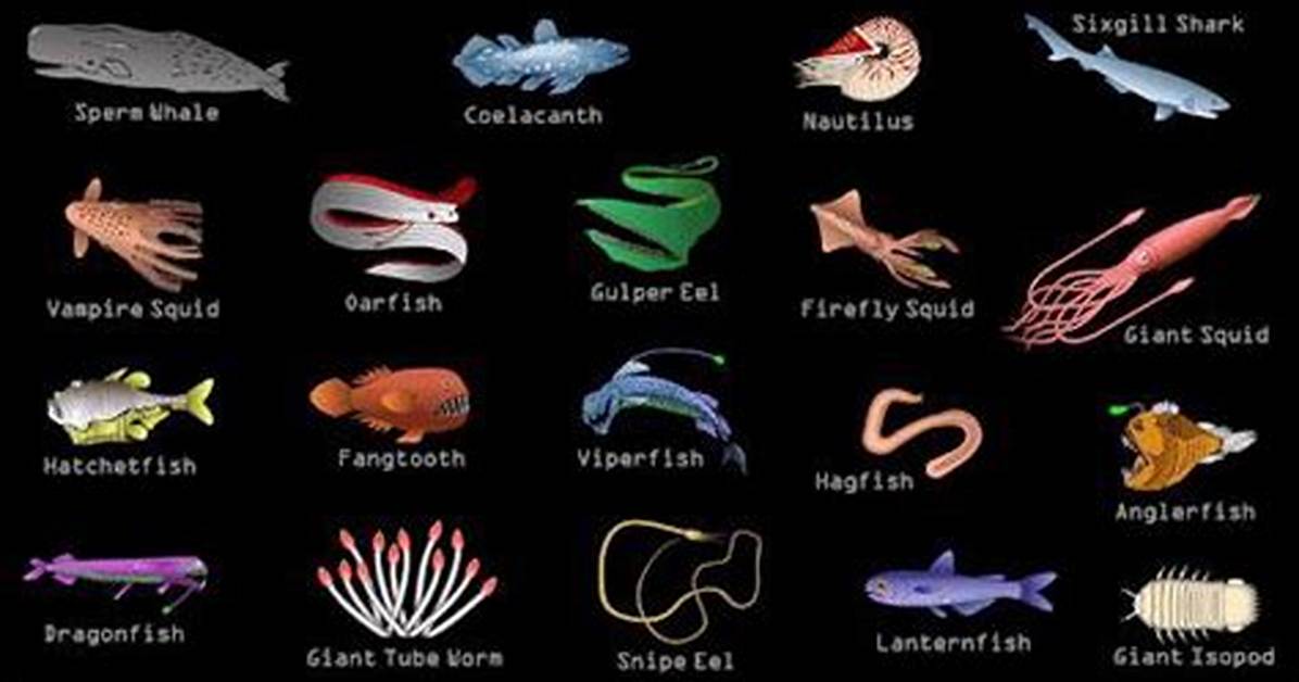 Midnight Zone Animals