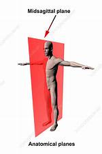 Midsagittal Plane