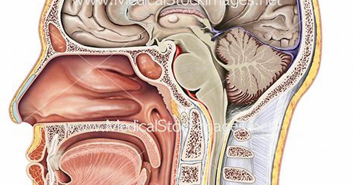 Midsagittal Section