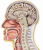 Midsagittal Section