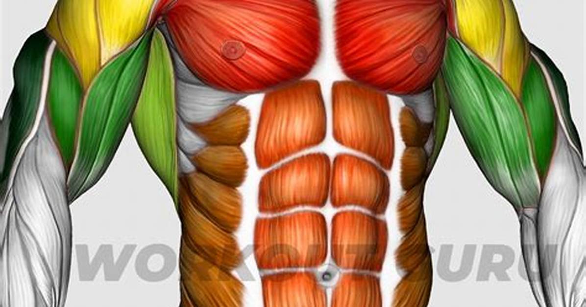 Midsection Muscles