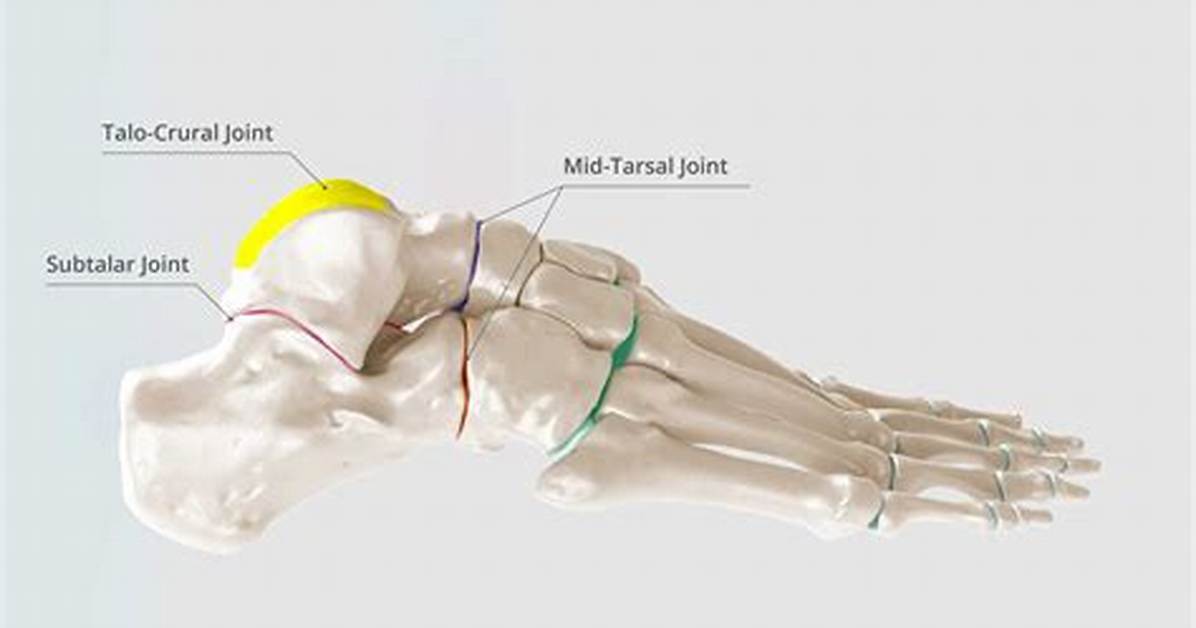 Midtarsal Joint