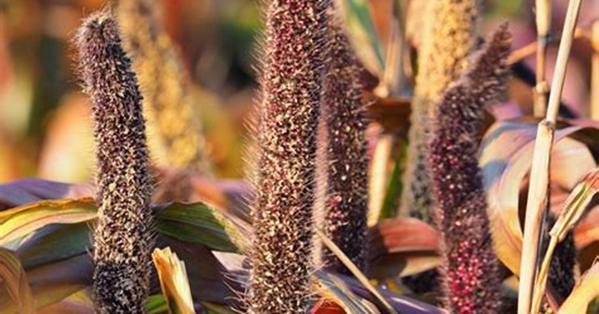 Millet Grass