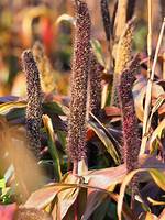 Millet Grass