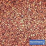 Milo Grain
