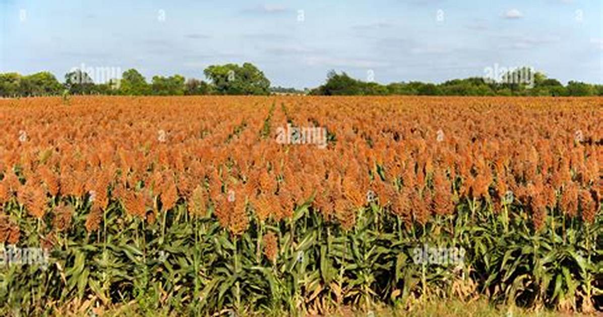 Milo Plant