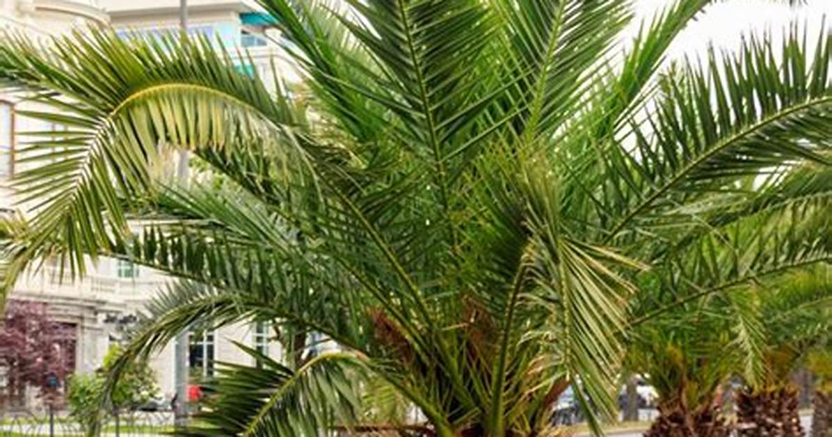 Mini Palm Tree